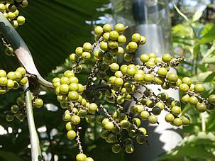 Frutos da Licuala-redonda. Foto de Techie Old Fox