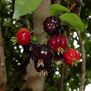 Pitanga - A pequena notável, uma fruta de aroma único. Foto de Marcelo Penna