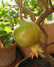 Romazeira com frutos. Foto de Char