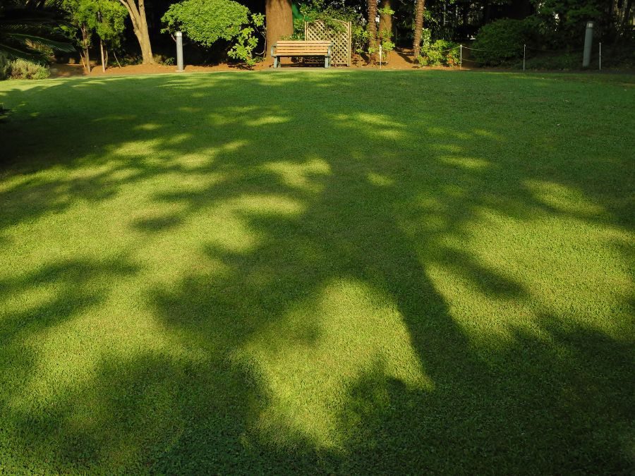 Gramado na sombra