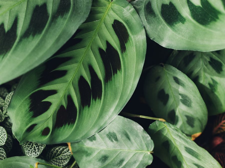 Maranta-pena-de-pavão