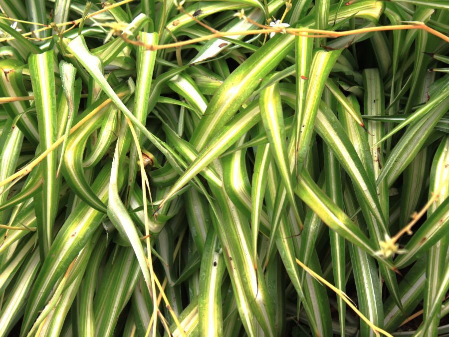 Clorofito