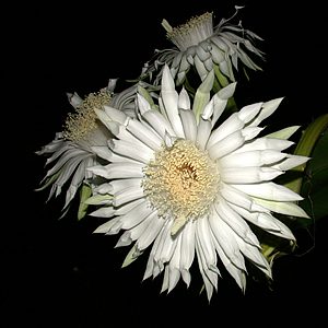 Flor do Cacto-triangular