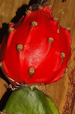 Fruto do Cacto-triangular