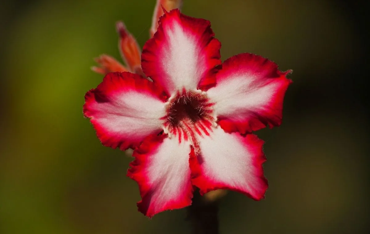 Adenium multiflorum