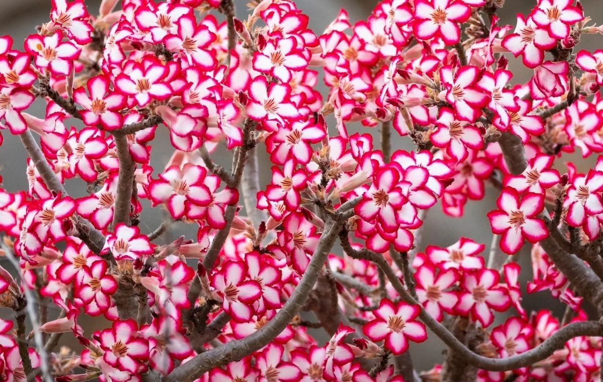 Adenium multiflorum