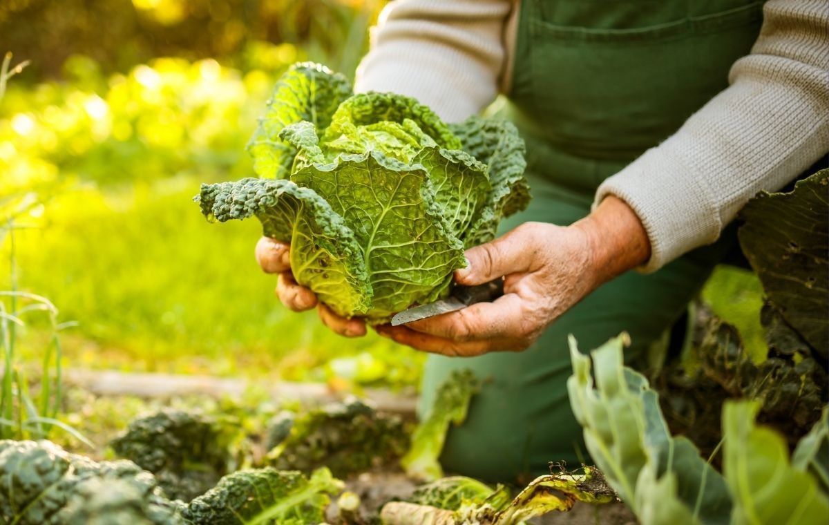Horta orgânica