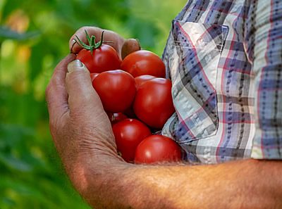 Dicas para começar na Jardinagem Orgânica