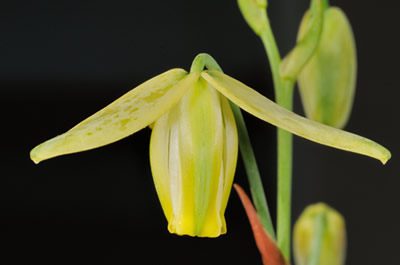 Detalhe da flor