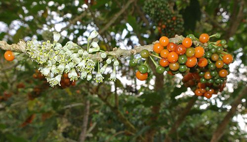fruta-de-sabia