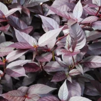 Penicilina 'Little Ruby', conhecida por Lutiela.