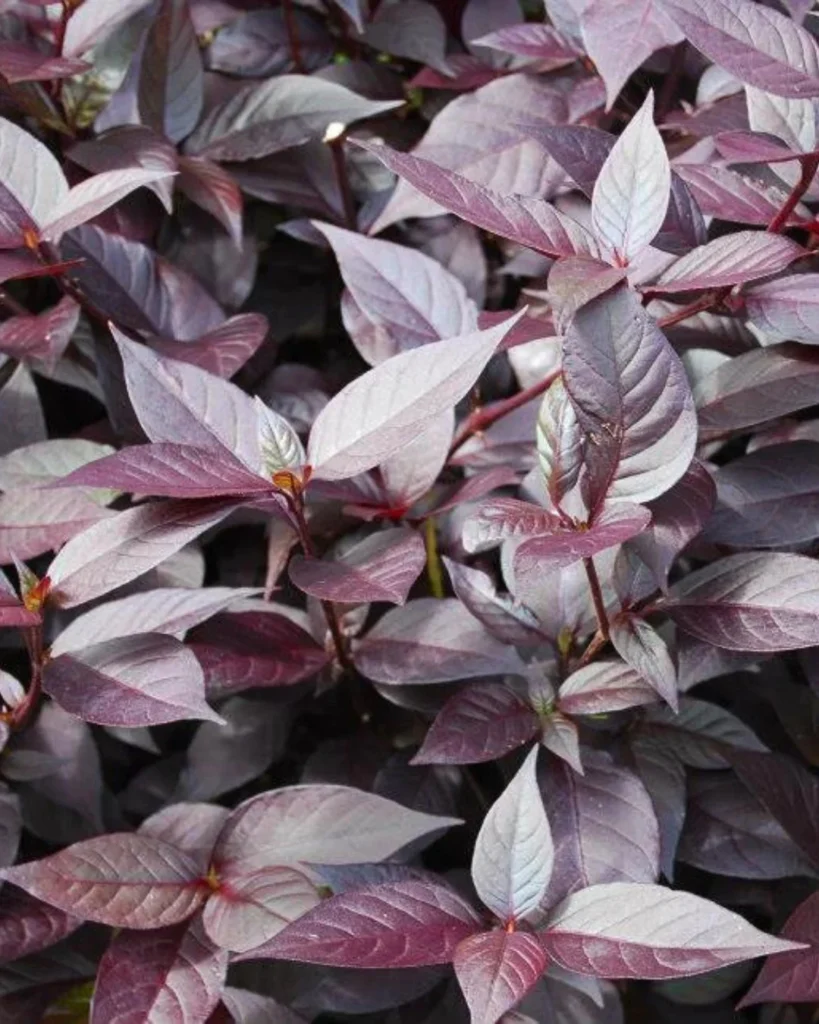 Penicilina 'Little Ruby', conhecida por Lutiela.