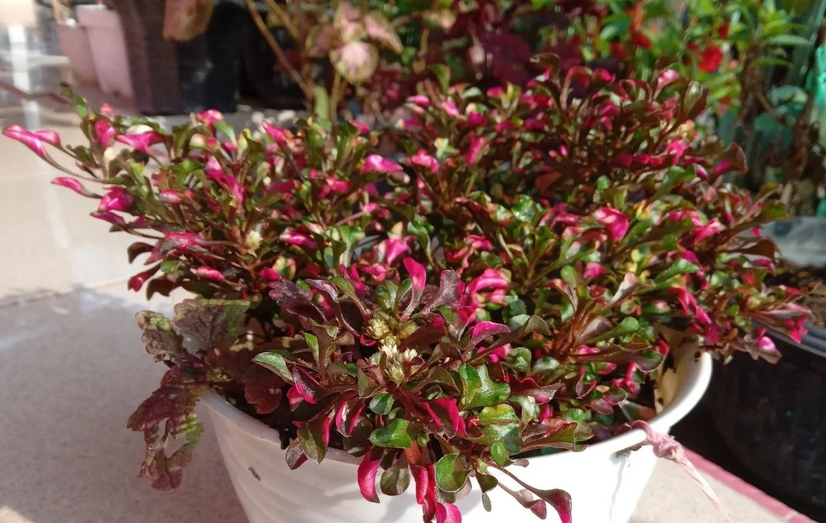 Penicilina - Alternanthera brasiliana (dentata)