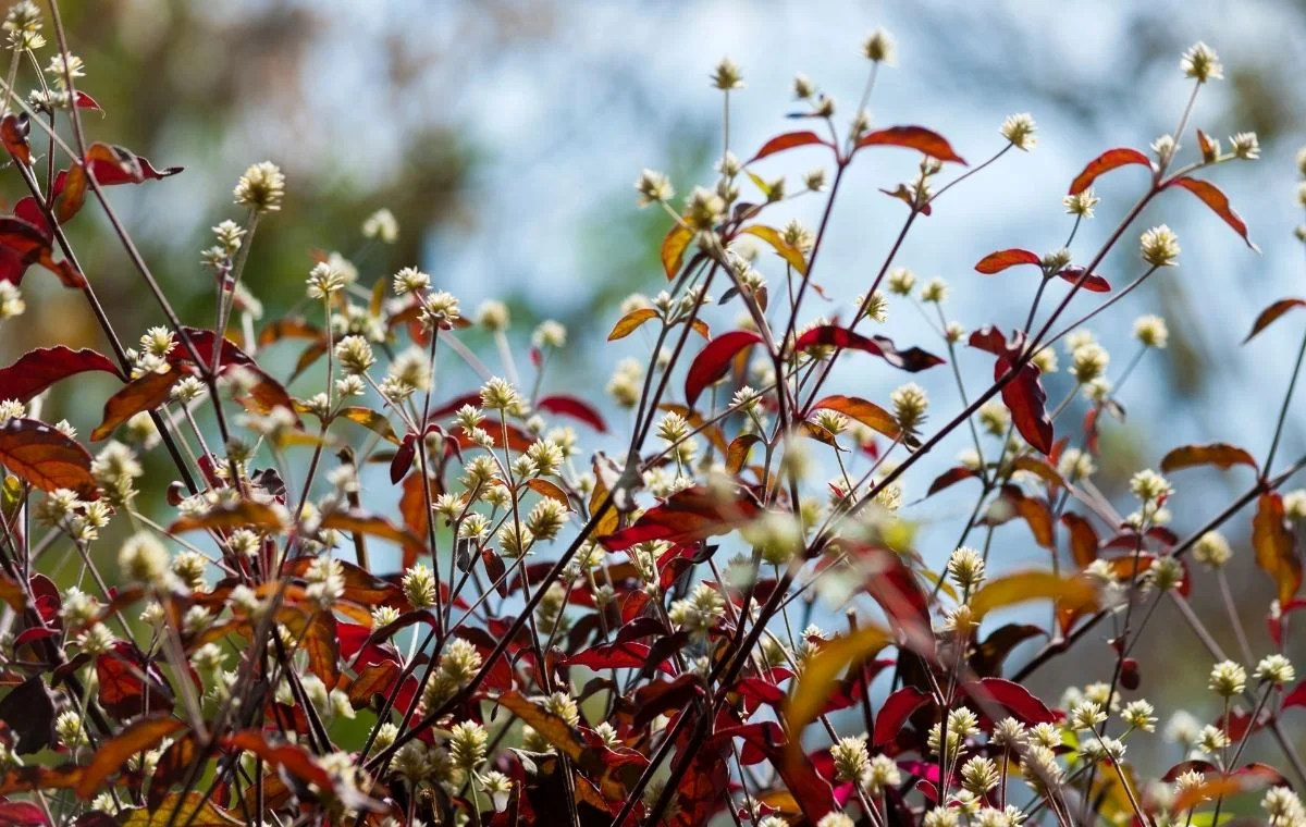 Floração da Penicilina - Alternanthera brasiliana (dentata)