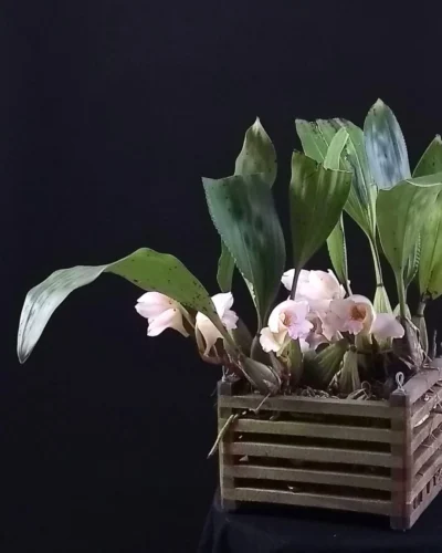 Bifrenaria harrisonieae var albescens. Foto de Julio Cezar Zanatta