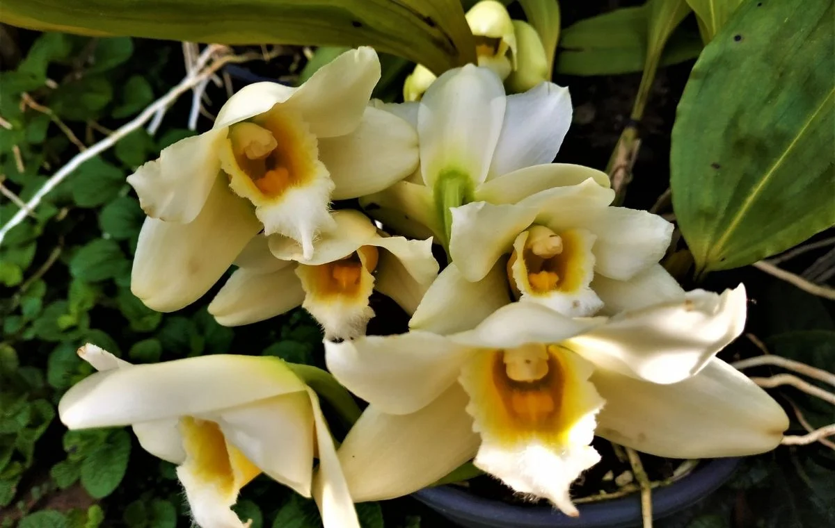 Bifrenaria harrisonieae 'Alba'