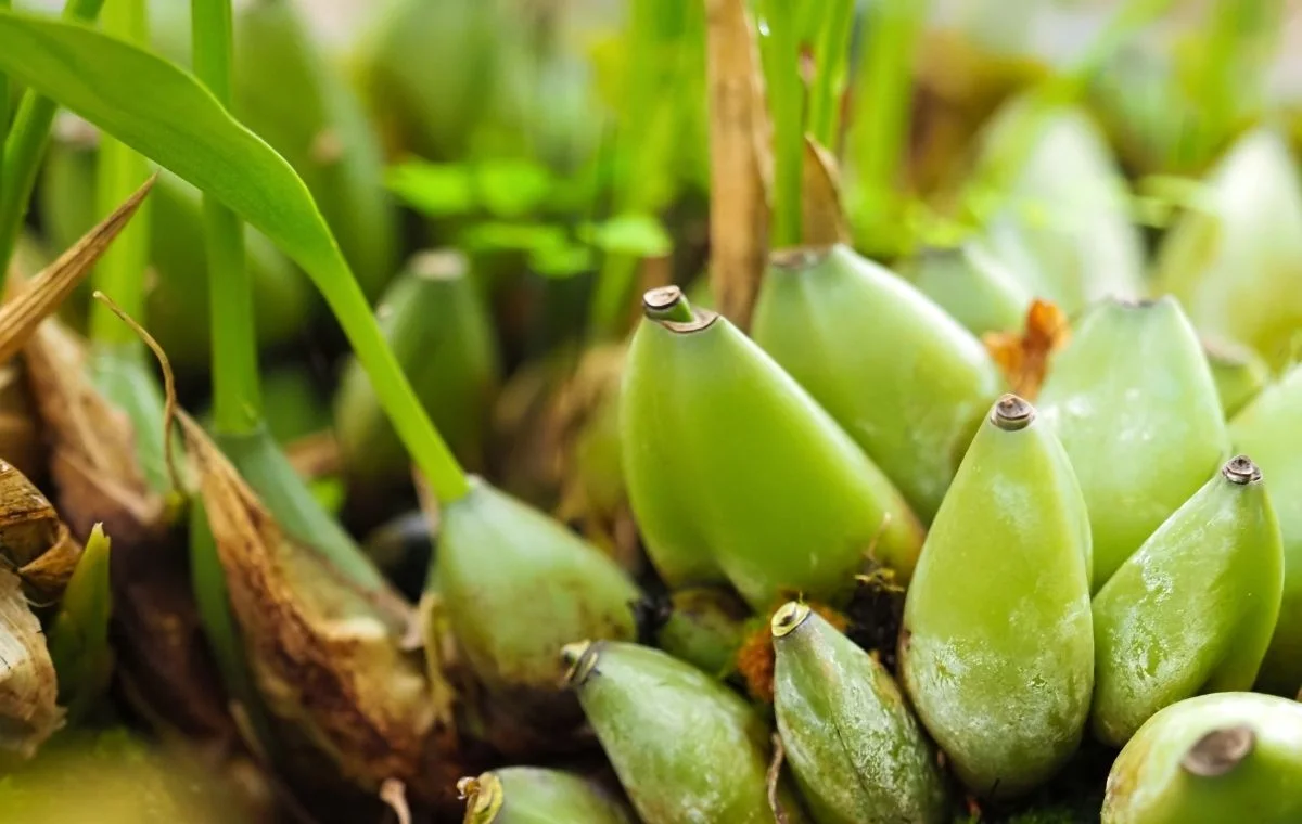 Bulbos da Bifrenaria harrisonieae