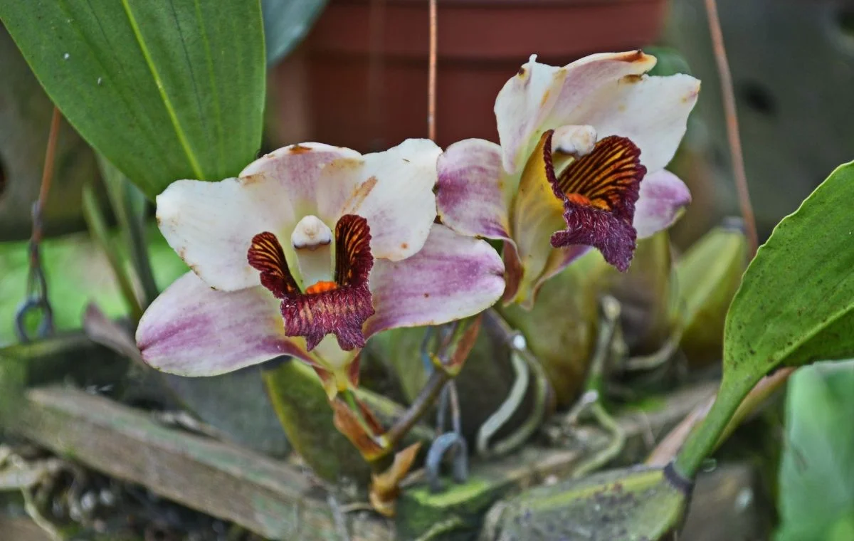 Bifrenaria harrisonieae