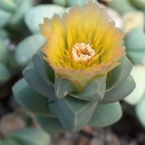 Coração-partido. Corpuscularia lehmannii