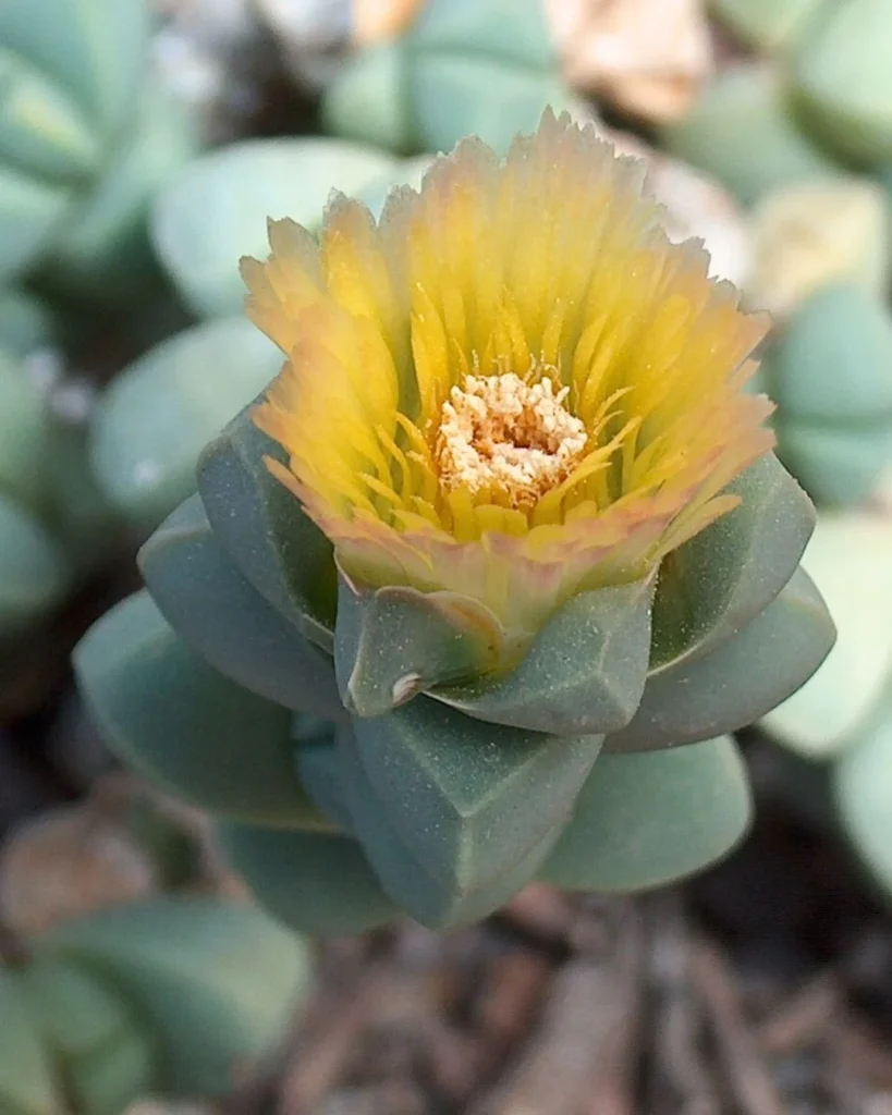 Coração-partido. Corpuscularia lehmannii