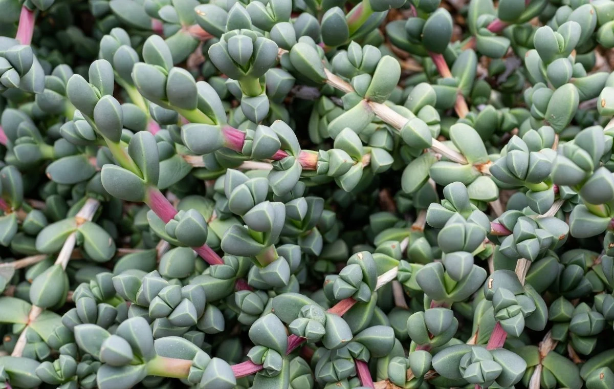 Coração-partido. Corpuscularia lehmannii