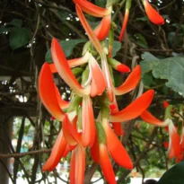 Cratylia spectabilis, Camptosema grandiflorum, Cipó tapiá