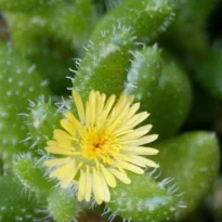 Delosperma echinatum