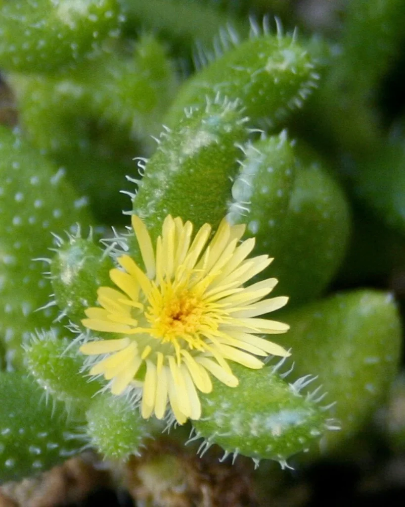Delosperma echinatum