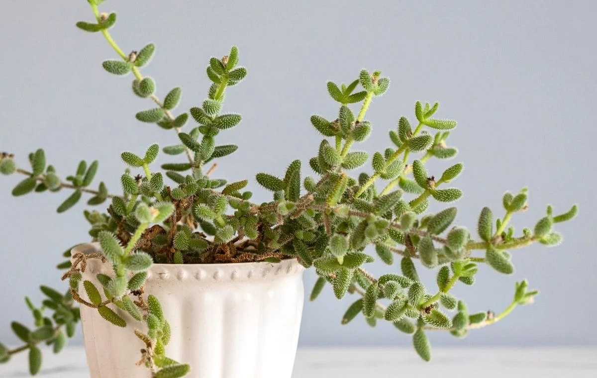 Planta picles - Delosperma echinatum