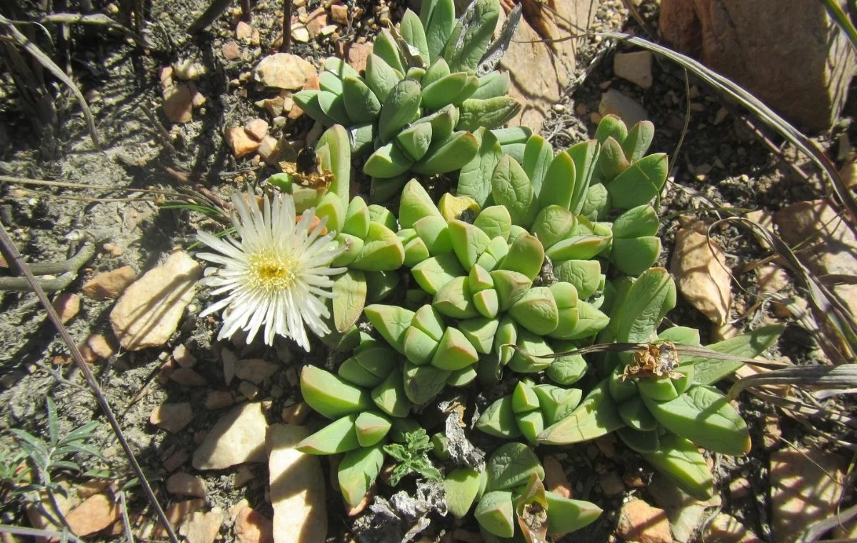 Delosperma lehmannii