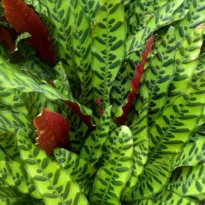 Maranta-cascavel