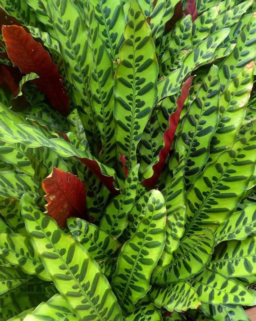 Maranta-cascavel