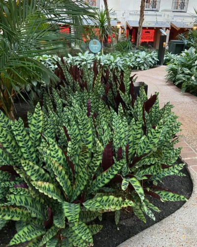 Geoppertia insignis - Maranta cascavel