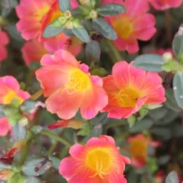 Beldroega - Portulaca oleracea