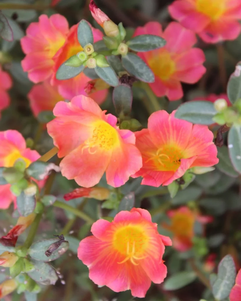 Beldroega - Portulaca oleracea
