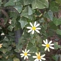Hera-do-cabo - Senecio macroglossus