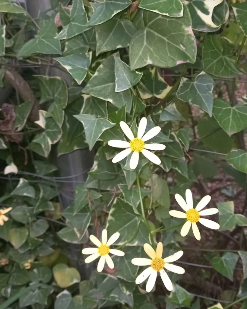 Hera-do-cabo - Senecio macroglossus