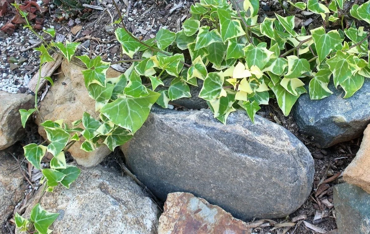 A beleza da Hera-do-cabo variegada.
