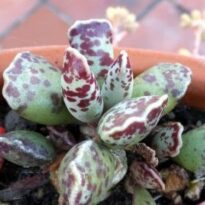 Adromischus cooperi