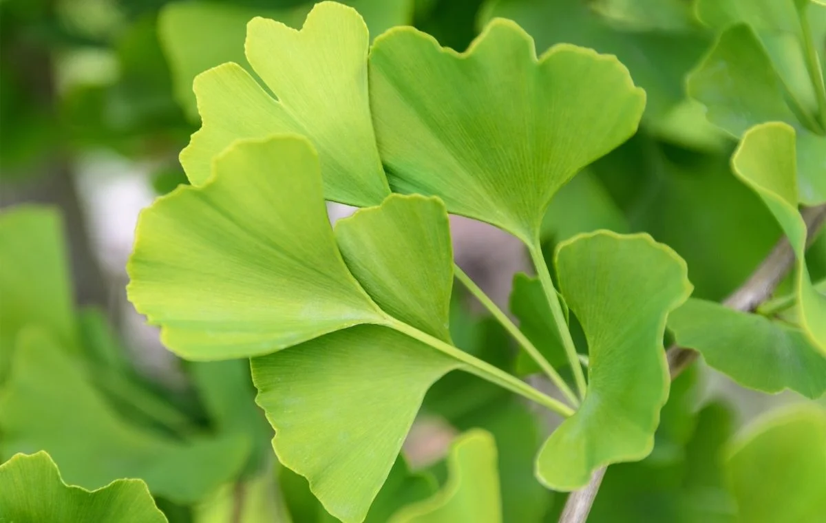 Ginkgo biloba