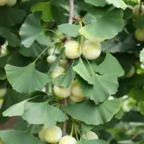 Ginkgo biloba
