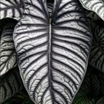 Alocasia nebula