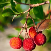 Arbutus unedo