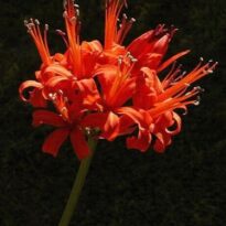 Raqueline - Nerine sarniensis