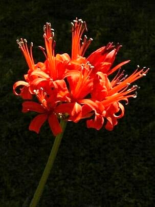 Raqueline - Nerine sarniensis