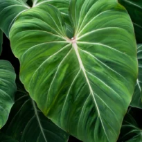 Philodendron gloriosum