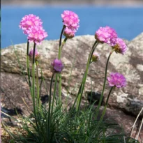 Armeria maritima