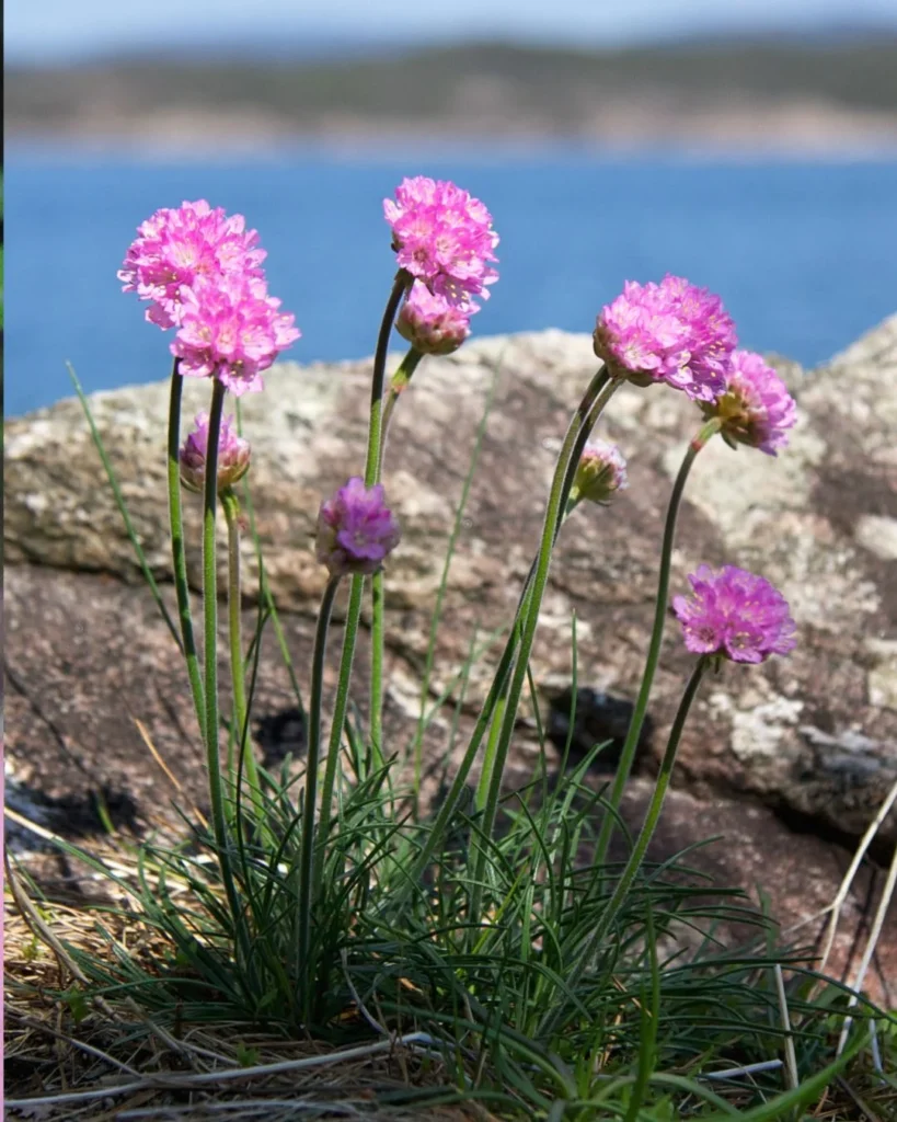 Armeria maritima