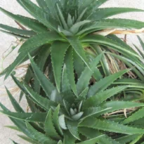 Dyckia brevifolia