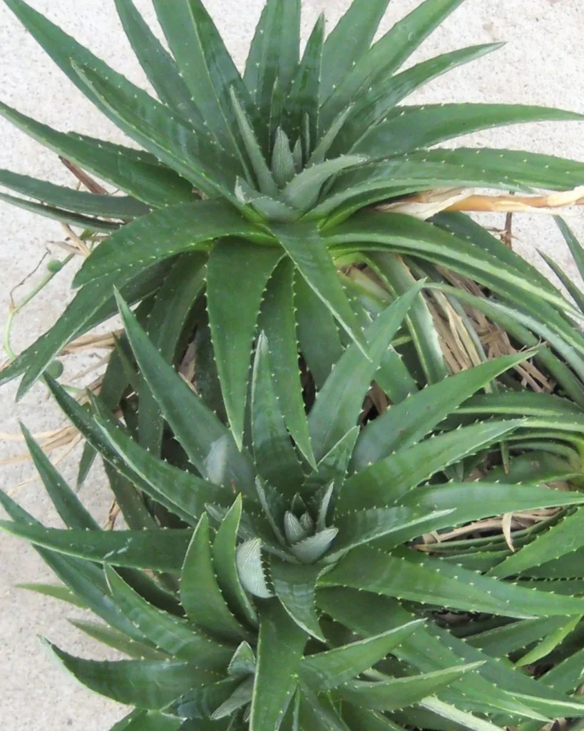 Dyckia brevifolia